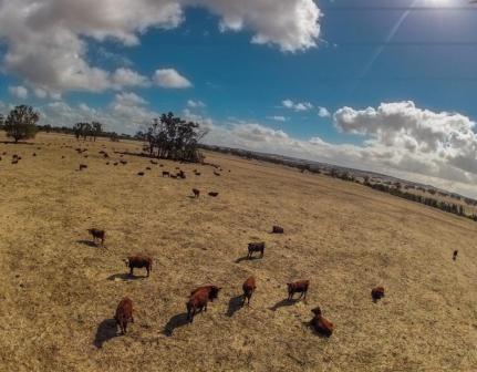 Dandaragan Organic Beef Dandaragan Organic Beef